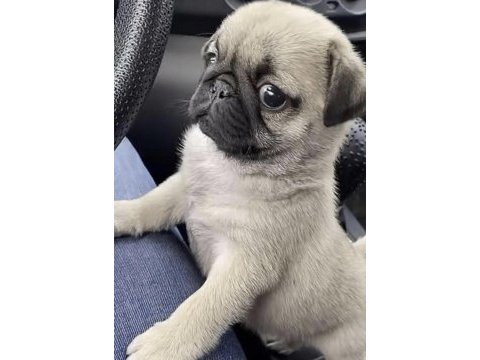 Pug safkan