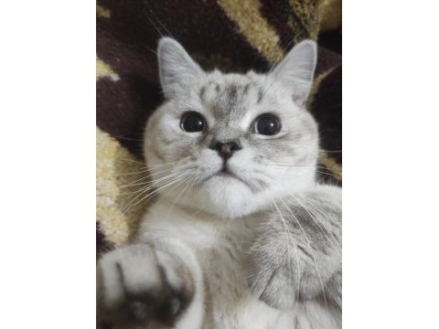 British shorthair cinsi oğlumuza yeni yuva arıyoruz