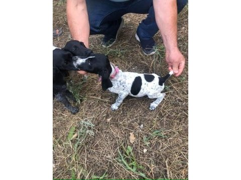 Yavru köpeklerimiz eğitime hazır