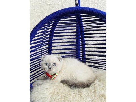 Scottish fold bluepoint dişi erkek yavrular