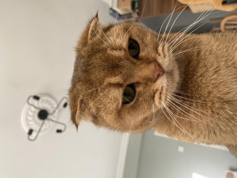 Ücretsiz sahiplendirilecek scottish fold kedisi