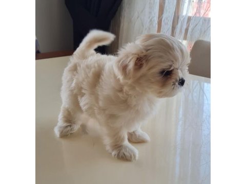 Şecereli kore kan maltese yavrular