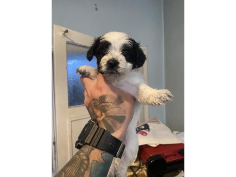 2 morkie yavrumuz kaldı