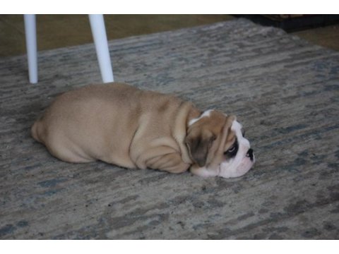 Üst düzey ingiliz bulldog yavrular