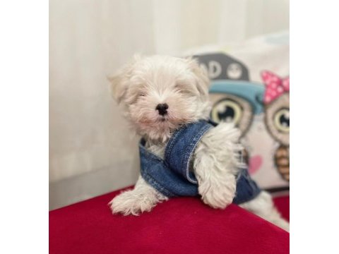 Kore maltese erkek yavru