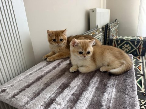 Mükemmel british shorthair golden yavrular