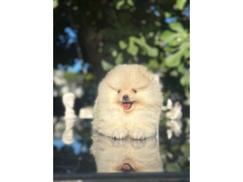 Show kalite pomeranian boo yavrularımız