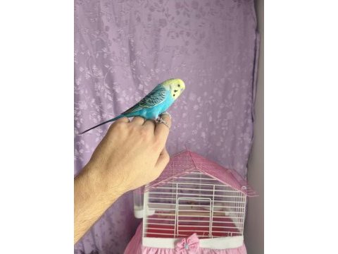 Acil konuşan muhabbet kuşumuz