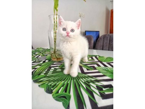 British shorthair süt beyaz