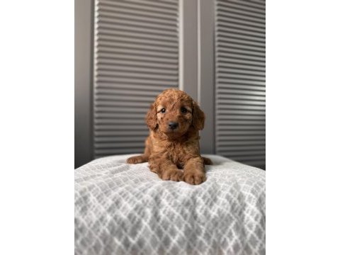 Red maltipoo