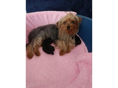 Sevimli yorkshire terrier yavrularımız