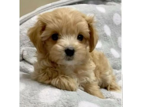Mini maltipoo yavrularım