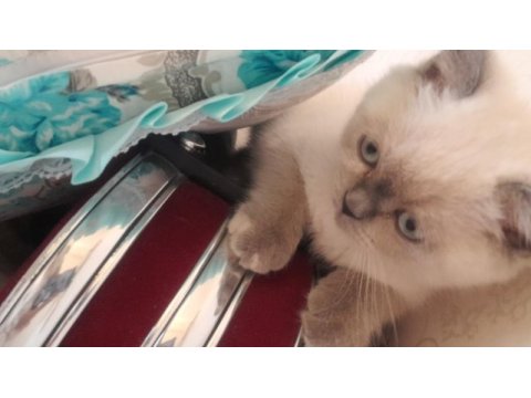 Blue point british shorthair