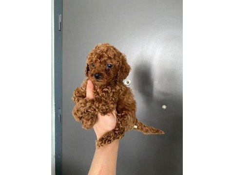 Toy poodle yavrularim orijinal