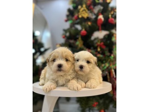 Sevimli maltipoo bebeklerim