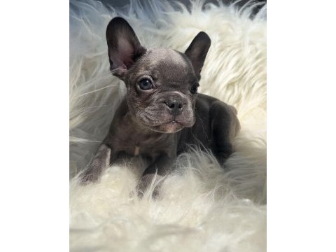 Oyuncu french bulldog yavrular