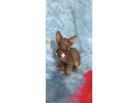 Naked beauty sphynx kedimiz