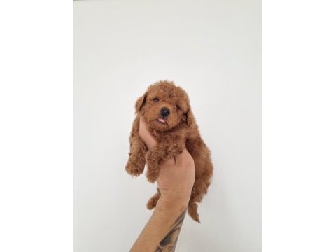 Red brown erkek lekesiz toy poodle garantili