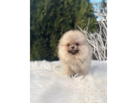 Pomeranian boo dişi yavrularımız