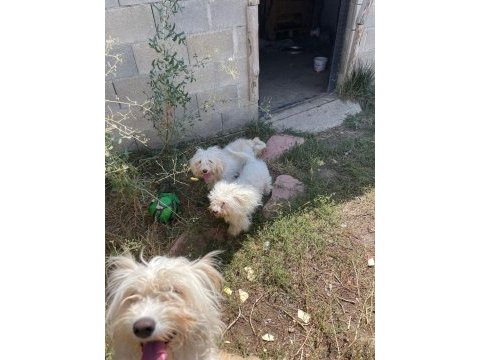 2 adet maltese terrier 1,5 yaşında