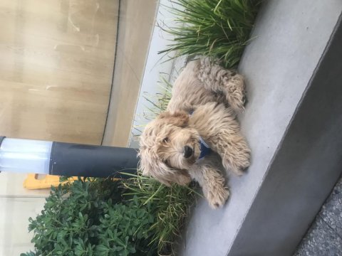 Poodle bilgi özelden verilecektir