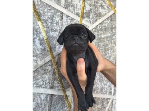 Dişi erkek pug yavruları kredi kartı geçerlidir