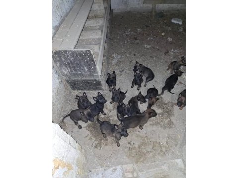 Malinois kaliteli tesadüf değildir