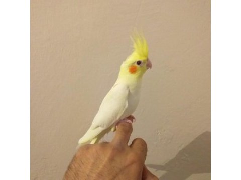 3 aylık sultan papağanı yavruları