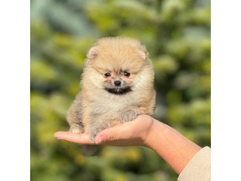 Pofuduk pomeranian bebeklerimiz