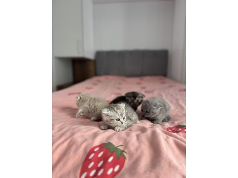 Teslime hazır scottish fold yavrular