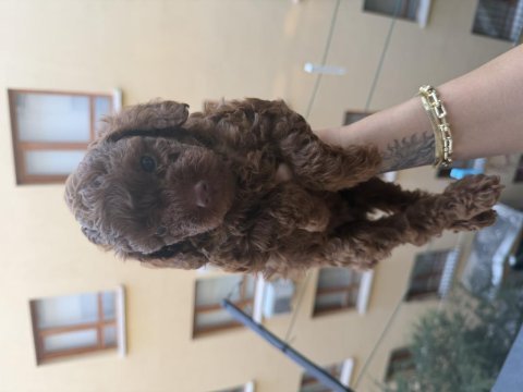 Irk onaylı dark brown toy poodle