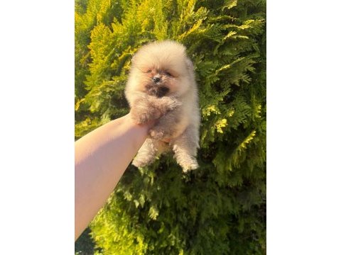 Pomeranian boo yavrularımız yeni yuvasını arıyor
