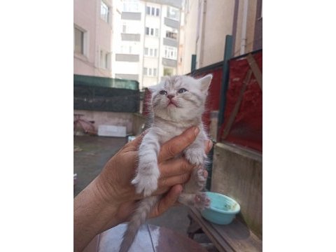 British shorthair yavrumuz yeni yuvasını arıyor