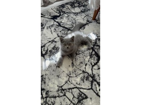 British shorthair 3 aylık kedimiz