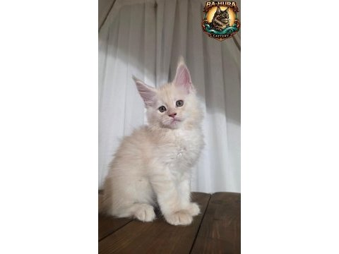 Kusursuz soy ağacından gelen erkek maine coon