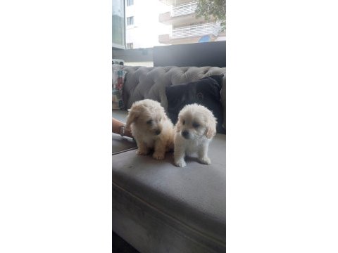 Sevimli maltipoo patiler