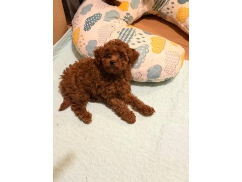 Poodle bebek köpeğimiz