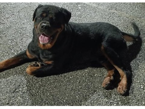 A kalite rottweiler yavrular