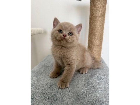 Safkan british fawn dişi