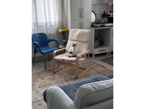 Kısırlaştırılmış kedimize ömürlük aile varmı