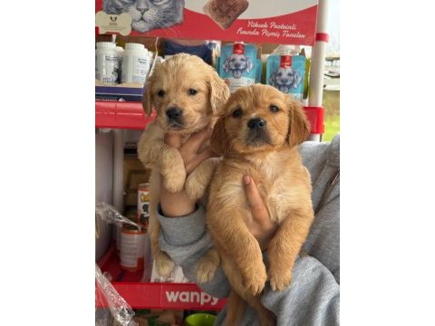 Golden retriever yavrular