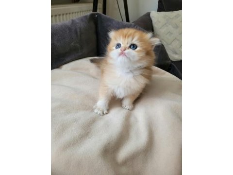 Çok tatlı yavru british longhair