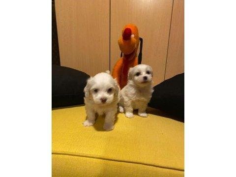 En güzel hediyeniz maltipoo bebeklerimiz