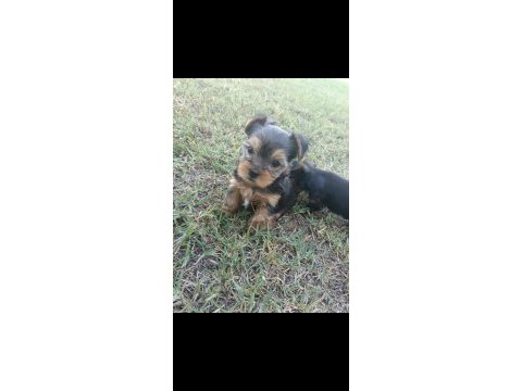 Teacup yorkshire terrier yavrular