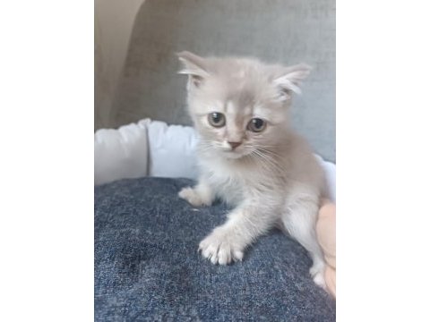 Blue point ve lilac british shorthair yavrularımız