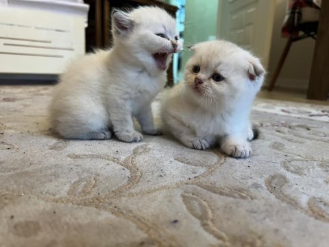 2,5 aylık yavru scottish fold kedimiz yuva arıyor