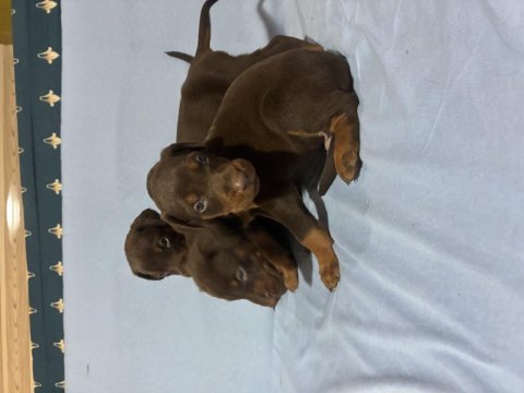 Doberman red