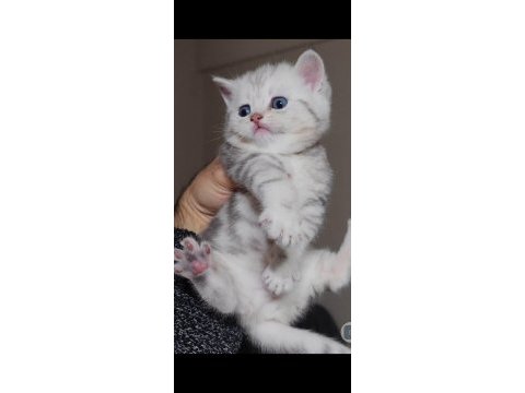 British shorthair