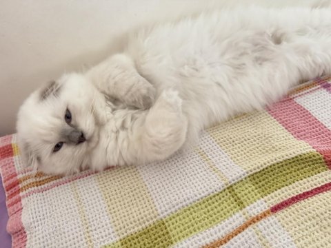 Scottish fold longhair