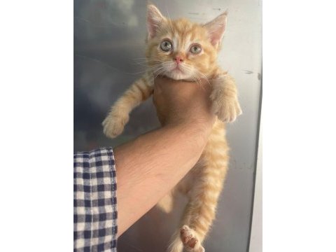 Erkek british shorthair yavru